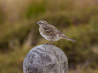 New Zealand Pipit or Pīhoihoi, perched on a post. Native bird. Conservation status: At Risk or Naturally Uncommon. At Mangawhai Heads, Northland, New Zealand.