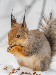 The squirrel in winter sits on white snow.