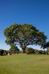 Majestic tree standing tall in a green meadow under a clear blue sky