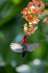 Beautiful bird in Asian, It is a kind of bird found in Thailand.