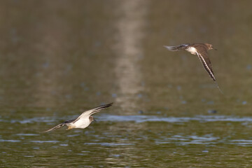 Beautiful bird in Asian, It is a kind of bird found in Thailand.