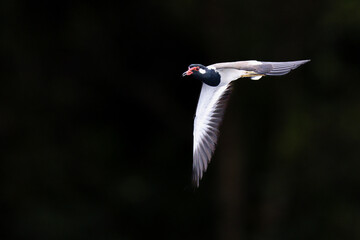 Beautiful bird in Asian, It is a kind of bird found in Thailand.