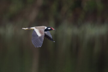 Beautiful bird in Asian, It is a kind of bird found in Thailand.
