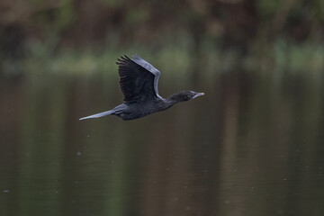 Beautiful bird in Asian, It is a kind of bird found in Thailand.