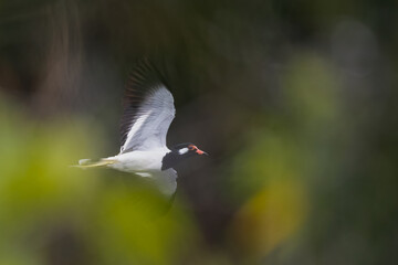 Beautiful bird in Asian, It is a kind of bird found in Thailand.