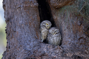 Beautiful bird in Asian, It is a kind of bird found in Thailand.