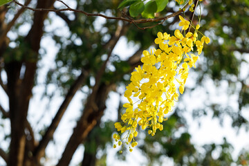 Golden shower tree cheerful blooming in natural park. Cassia fistula.