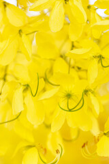 Golden shower tree cheerful blooming in natural park. Cassia fistula.