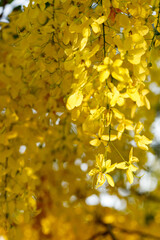 Golden shower tree cheerful blooming in natural park. Cassia fistula.