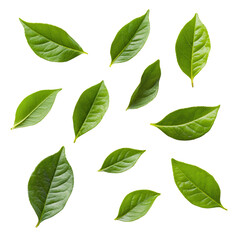 Leafy Green: A collection of vibrant green leaves, each displaying unique shapes and textures, artfully scattered in a visually appealing composition. 