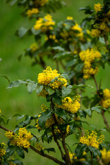 spring. yellow flowers of mahonia aquifolium close up