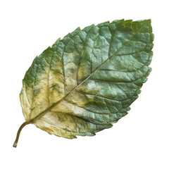 Mint Leaf close up: A detailed look at the textured surface of a mint leaf, capturing the vibrant green and subtle color variations, a study in botanical beauty.