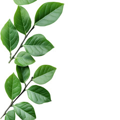 Fototapeta premium Serene Leaves: Branches with lush green leaves, an embodiment of nature's elegance. capturing the detail and freshness.