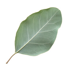 Obraz premium Eucalyptus Leaf: A close-up shot of a single eucalyptus leaf, capturing the intricate details of its shape, texture, and natural green hue. 