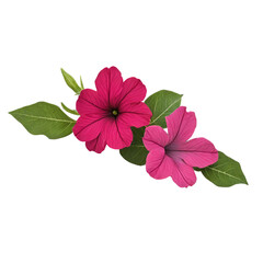 Petunia  flower on white background