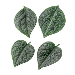 Fototapeta premium Botanical Harmony: Four vibrant green leaves of a plant, with intricate veining and textures, gracefully displayed against a clean background. a detailed study of nature's artistry.