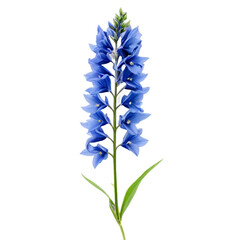 Obraz premium Delphinium flower on white background