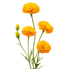 Naklejka premium Marigold flower on white background 