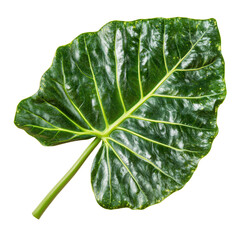 Obraz premium A Striking Botanical Leaf: The lush green foliage of a single tropical leaf is showcased, highlighting its intricate patterns and vibrant textures in a clean, isolated view. 
