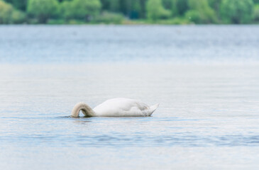 Obraz premium Graceful white Swan swimming in the lake, swans in the wild. Portrait of a white swan swimming on a lake.