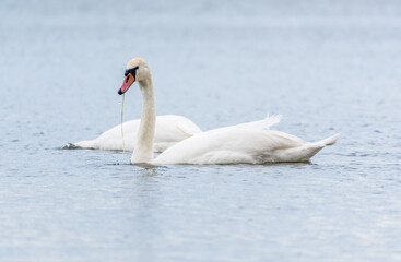 Two Graceful white Swans swimming in the lake, swans in the wild