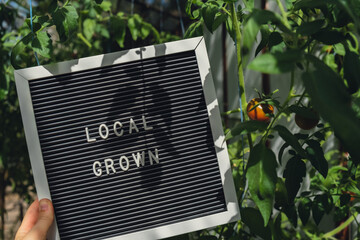 LOCAL GROWN message on background of fresh eco-friendly bio grown cherry tomatoes in greenhouse. Countryside food production concept. Locally produce harvesting. Sustainability and responsibility 