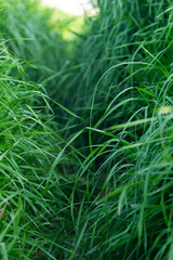 A walkway through lush grass