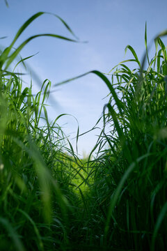 A walkway through lush grass