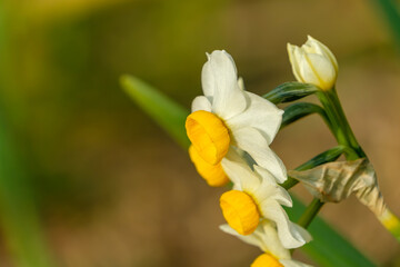 夕日に照らされたスイセンの花