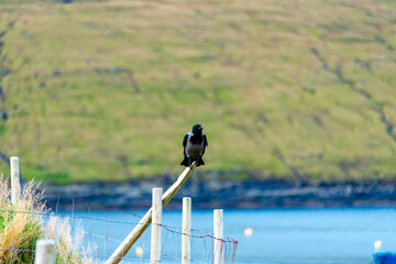 Hooded Crow in Faroe Islands
