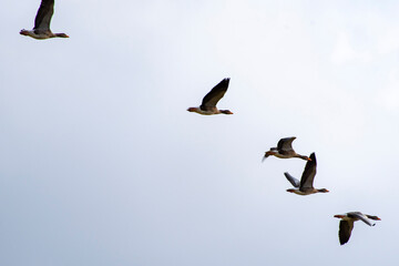 Faroese Geese in Flight - Faroe Islands