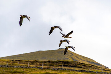 Faroese Geese in Flight - Faroe Islands
