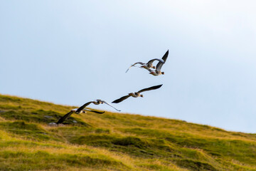 Faroese Geese in Flight - Faroe Islands