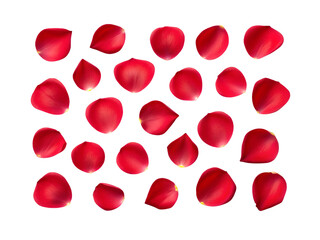 Scattered Red Rose Petals on transparent Background.


