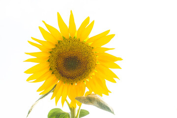 Obraz premium Close up taken of a ripening sunflower on a white background