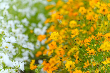 キバナコスモスと白い花の共演