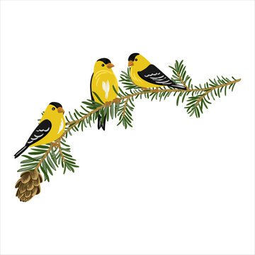 vector drawing branch of western hemlock spruce tree with leaves and cones and american goldfonch birds, Tsuga heterophylla isolated at white background, hand drawn illustration
