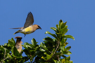 Cedar waxwings (Bombycilla cedrorum) flying above a tree  in Osprey, Florida
