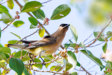 Cedar waxwings (Bombycilla cedrorum)  in Osprey, Florida