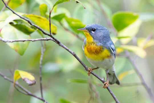 Northern parula (Setophaga americana) in southwest Florida during spring