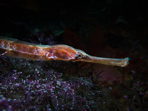 Pipefish from Oslo fjord