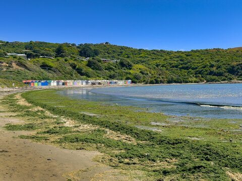 Sea Lettuce washed up on Tītahi Bay beach, Porirua, Wellington, New Zealand.