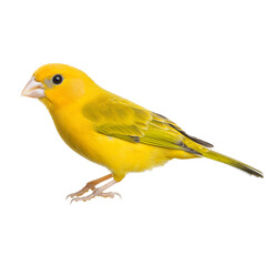 Bright yellow canary perched gracefully, showcasing its vibrant feathers