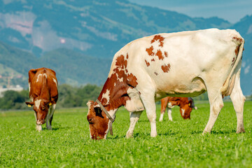 Cow in fields. Cattle ranch. Sunny meadow with grazing cow. Herd of cows on a grassy meadow. Cattle...