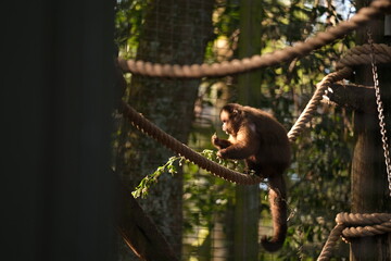 Brown Capuchin, Hamilton Zoo, New Zealand 2023