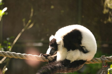 Obraz premium Black and White Ruffed Lemur, Hamilton Zoo, New Zealand, 2023
