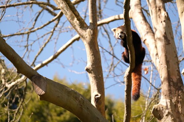 Red Panda, Hamilton Zoo, New Zealand, 2023
