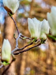 봄에 피어나는 흰색 목련 꽃