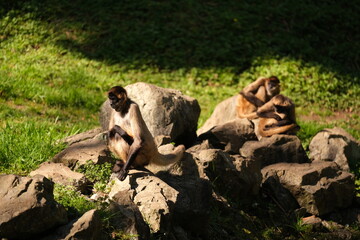 Spider Monkey, Hamilton Zoo, New Zealand 2023