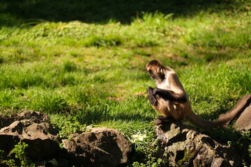 Spider Monkey, Hamilton Zoo, New Zealand 2023